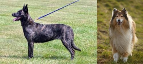 Dutch Shepherd vs Collie - Breed Comparison