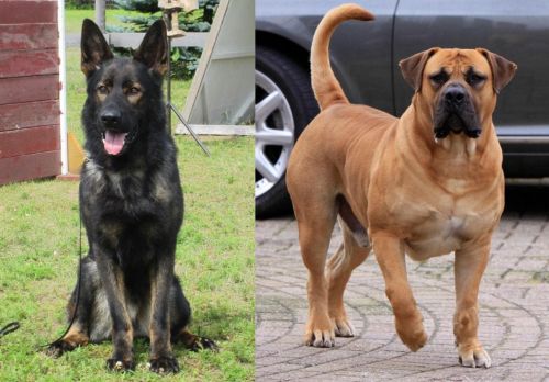 East German Shepherd vs Boerboel - Breed Comparison