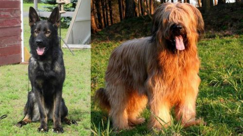 East German Shepherd vs Briard - Breed Comparison