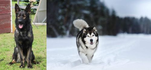 East German Shepherd vs Siberian Husky - Breed Comparison