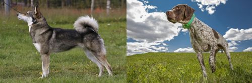 East Siberian Laika vs Braque Francais (Pyrenean Type) - Breed Comparison