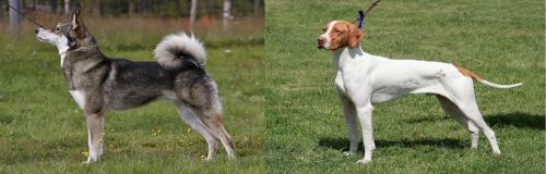 East Siberian Laika vs Braque Saint-Germain - Breed Comparison
