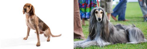 English Coonhound vs Afghan Hound