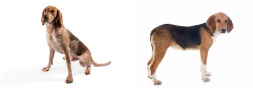 English Coonhound vs Beagle-Harrier