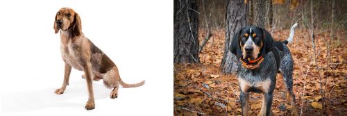 English Coonhound vs Bluetick Coonhound - Breed Comparison