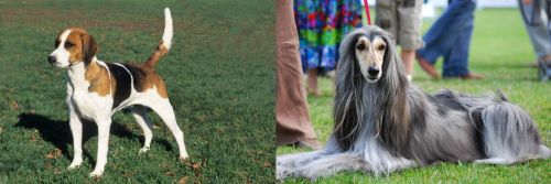 English Foxhound vs Afghan Hound - Breed Comparison