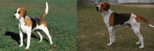 English Foxhound vs Anglo-Francais de Petite Venerie