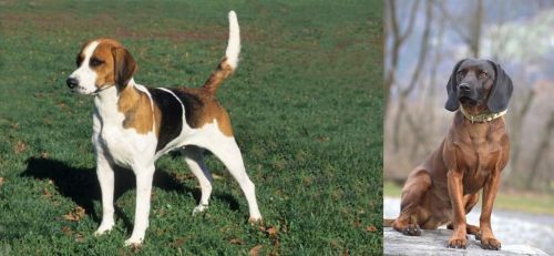 English Foxhound vs Bavarian Mountain Hound