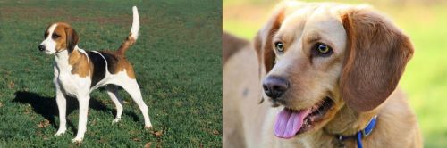 English Foxhound vs Beago - Breed Comparison