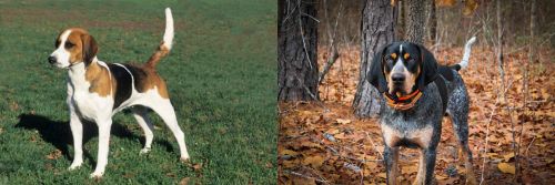 English Foxhound vs Bluetick Coonhound