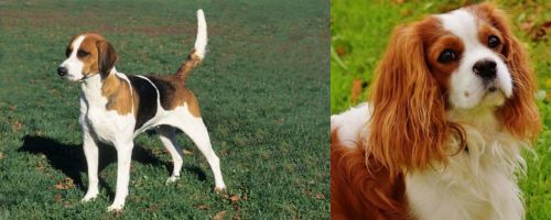 English Foxhound vs Cavalier King Charles Spaniel Breed