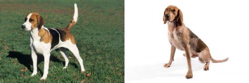 English Foxhound vs English Coonhound