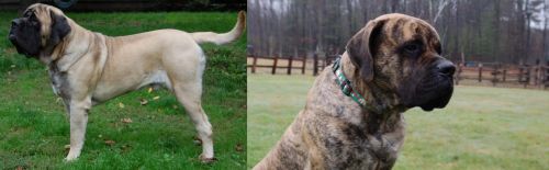 English Mastiff vs American Mastiff - Breed Comparison
