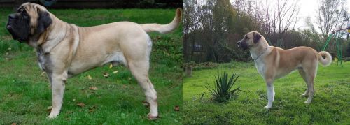 English Mastiff vs Anatolian Shepherd - Breed Comparison