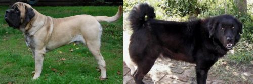 English Mastiff vs Bakharwal Dog - Breed Comparison