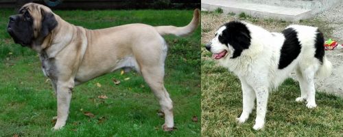 English Mastiff vs Ciobanesc de Bucovina - Breed Comparison