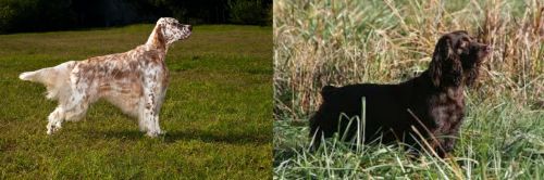 English Setter vs Boykin Spaniel - Breed Comparison