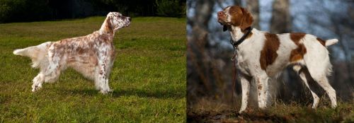 English Setter vs Brittany - Breed Comparison