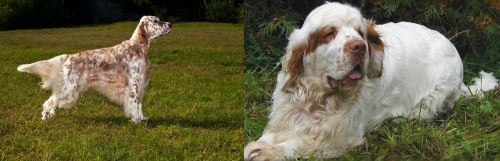 English Setter vs Clumber Spaniel - Breed Comparison
