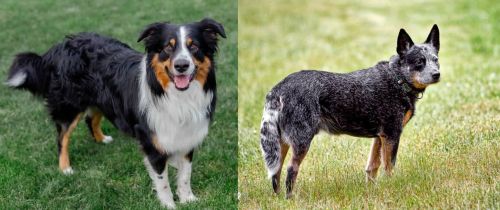 English Shepherd vs Austrailian Blue Heeler - Breed Comparison