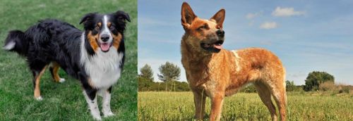English Shepherd vs Australian Red Heeler - Breed Comparison