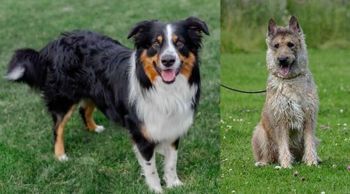 English Shepherd vs Belgian Shepherd Dog (Laekenois) - Breed Comparison