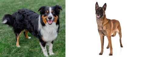 English Shepherd vs Belgian Shepherd Dog (Malinois) - Breed Comparison