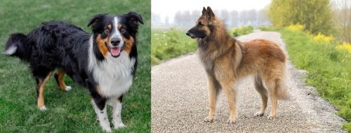English Shepherd vs Belgian Shepherd Dog (Tervuren) - Breed Comparison