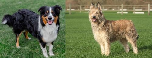 English Shepherd vs Berger Picard - Breed Comparison