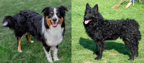 English Shepherd vs Croatian Sheepdog - Breed Comparison