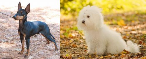 English Toy Terrier (Black & Tan) vs Bichon Bolognese - Breed Comparison