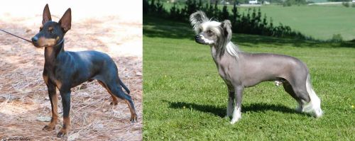 English Toy Terrier (Black & Tan) vs Chinese Crested Dog