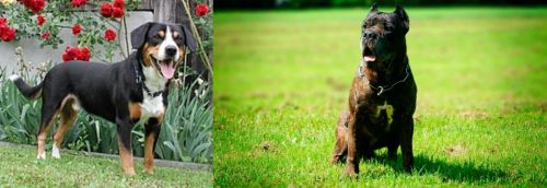Entlebucher Mountain Dog vs Bandog - Breed Comparison