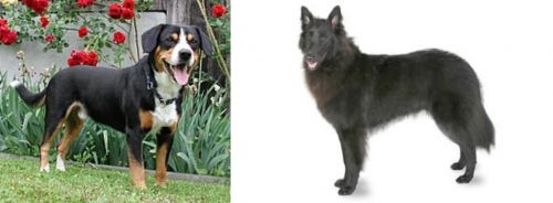 Entlebucher Mountain Dog vs Belgian Shepherd - Breed Comparison