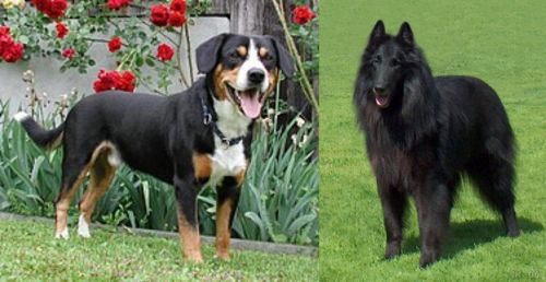 Entlebucher Mountain Dog vs Belgian Shepherd Dog (Groenendael)