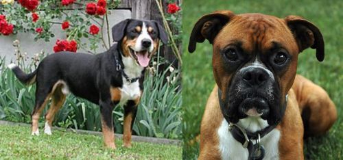 Entlebucher Mountain Dog vs Boxer - Breed Comparison