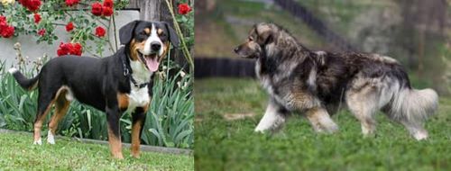 Entlebucher Mountain Dog vs Carpatin
