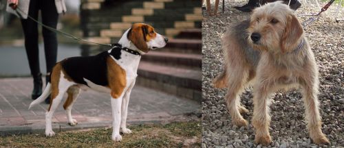 Estonian Hound vs Bosnian Coarse-Haired Hound - Breed Comparison