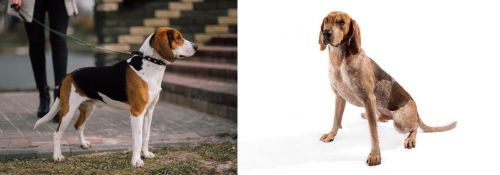 Estonian Hound vs Coonhound