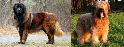 Estrela Mountain Dog vs Briard - Breed Comparison