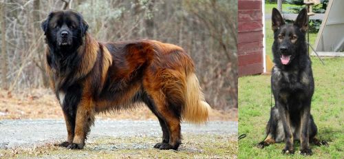 Estrela Mountain Dog vs East German Shepherd - Breed Comparison
