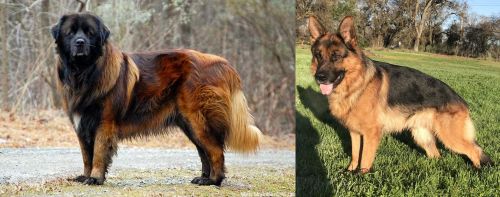 Estrela Mountain Dog vs German Shepherd - Breed Comparison
