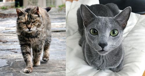 Farm Cat vs Blue Russian - Breed Comparison