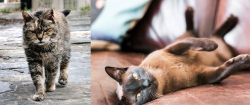 Farm Cat vs Burmese - Breed Comparison