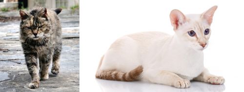 Farm Cat vs Colorpoint Shorthair - Breed Comparison