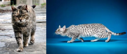 Farm Cat vs Egyptian Mau - Breed Comparison