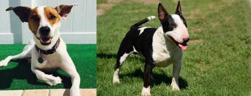 Feist vs Bull Terrier Miniature - Breed Comparison