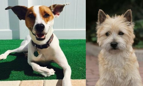 Feist vs Cairn Terrier - Breed Comparison