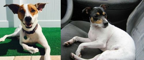 Feist vs Chilean Fox Terrier - Breed Comparison