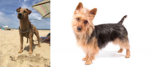 Fell Terrier vs Australian Terrier - Breed Comparison